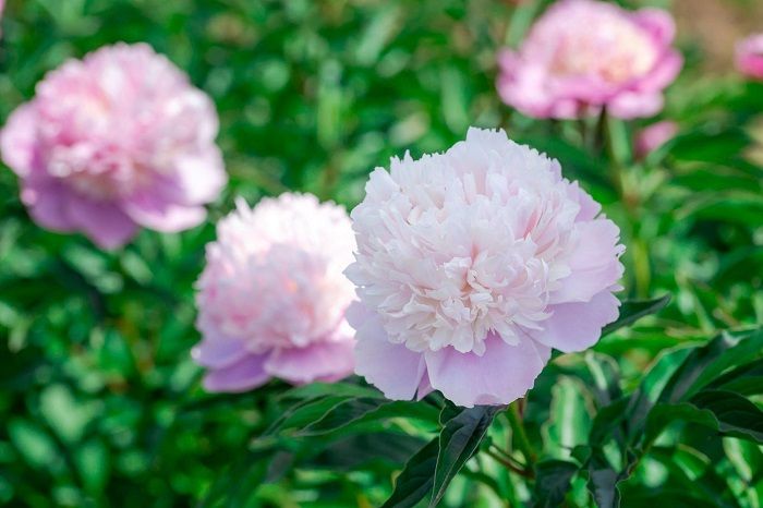 The Peony flower blooming in the garden