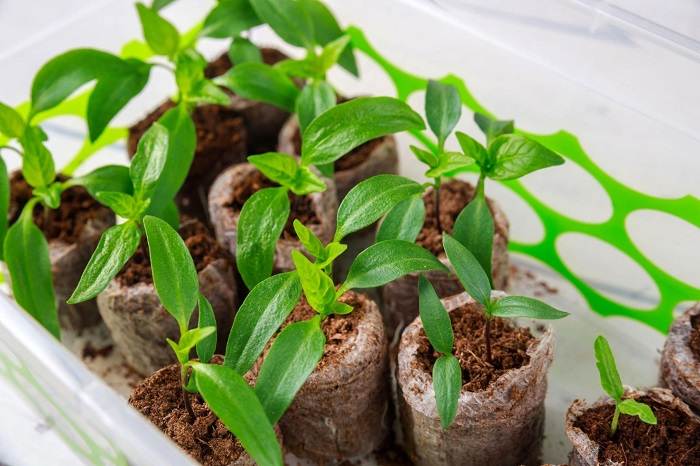 The seedling germination stage of bell peppers