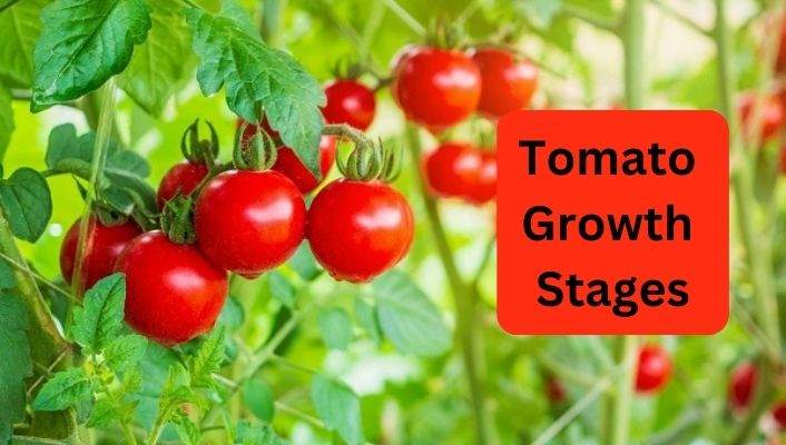 Tomato Growth Stages