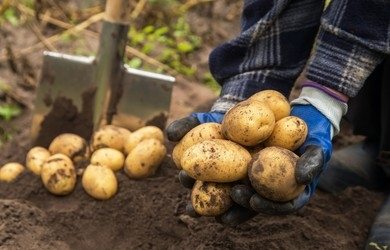a man harvesting potatoes