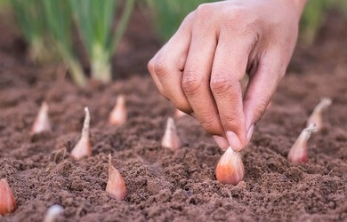 a woman hand planting a organic onion seed