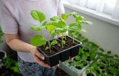 Growing eggplants in containers