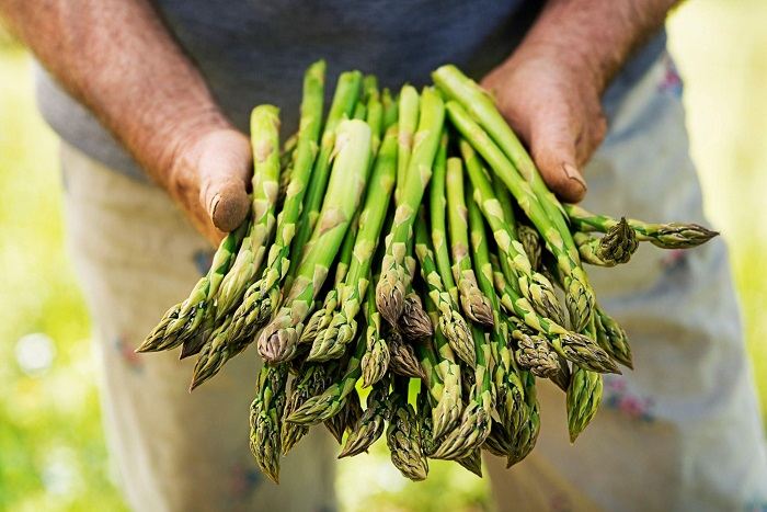 fresh asparagus harvested by a farmer