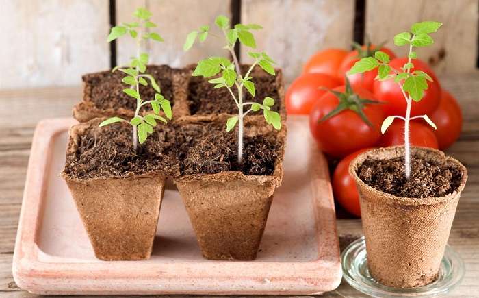 tomato plant sprouting
