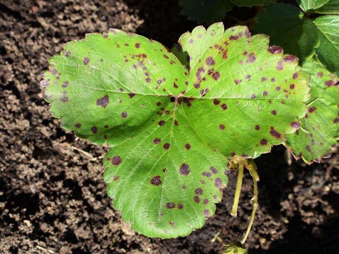 A plant leaves affected by fungal diseases