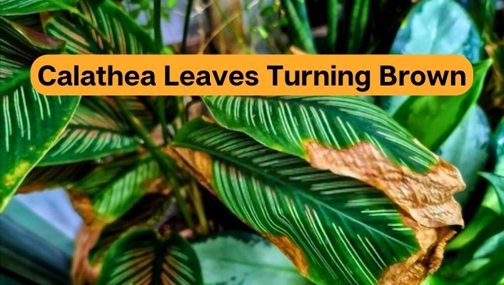 Calathea Leaves Turning Brown