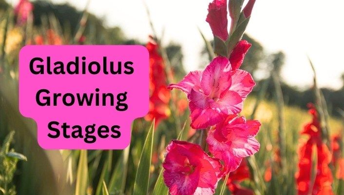 Gladiolus Growing Stages