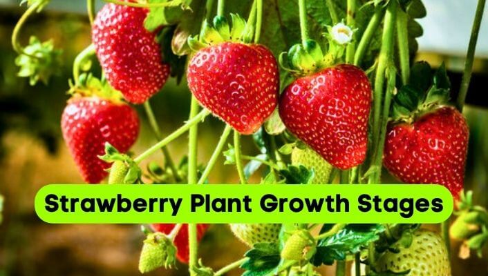Strawberry Plant Growth Stages
