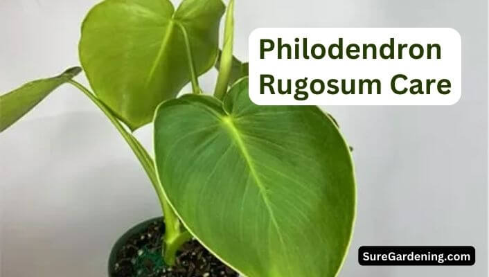 Philodendron Rugosum Care