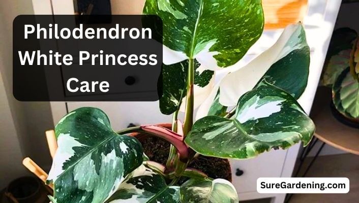 Philodendron White Princess Care