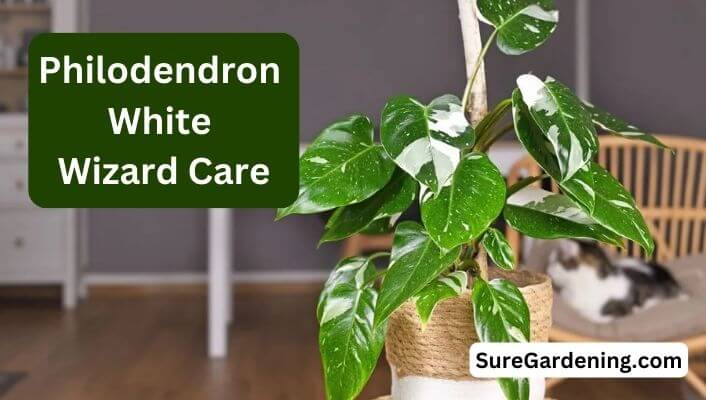 Philodendron White Wizard Care