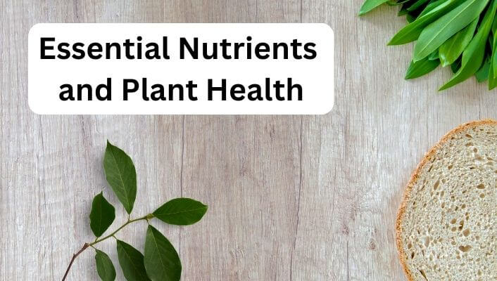 Essential Nutrients and Plant Health