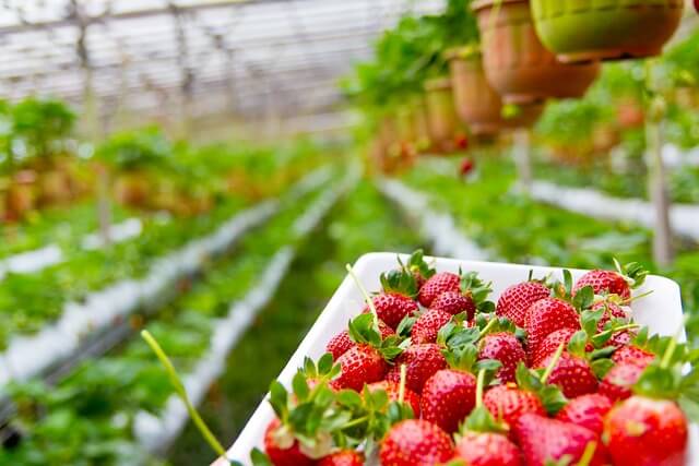 Fresh strawberries harvested by a farmer