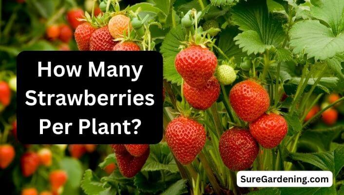 How Many Strawberries Per Plant