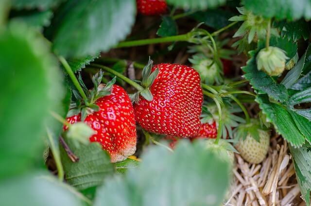 Perfectly grown red and juicy strawberries