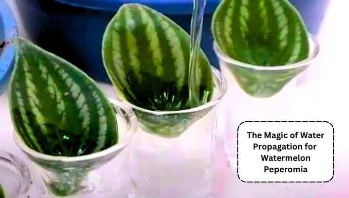 Water Propagation for Watermelon Peperomia